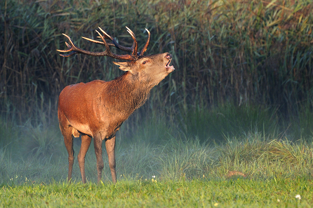 DSC3491neukleinnff