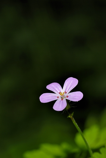 DSC3765a