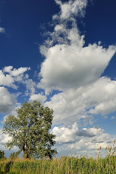 DSC4261kl