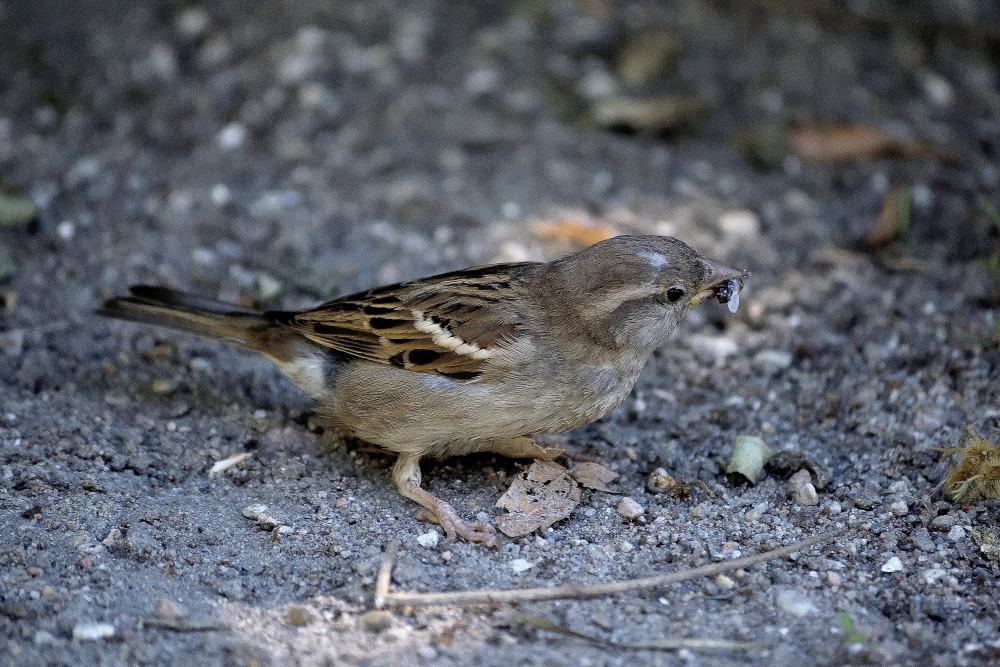DSC4391 01