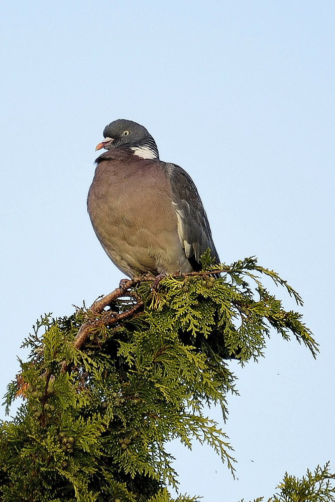DSC4631 01