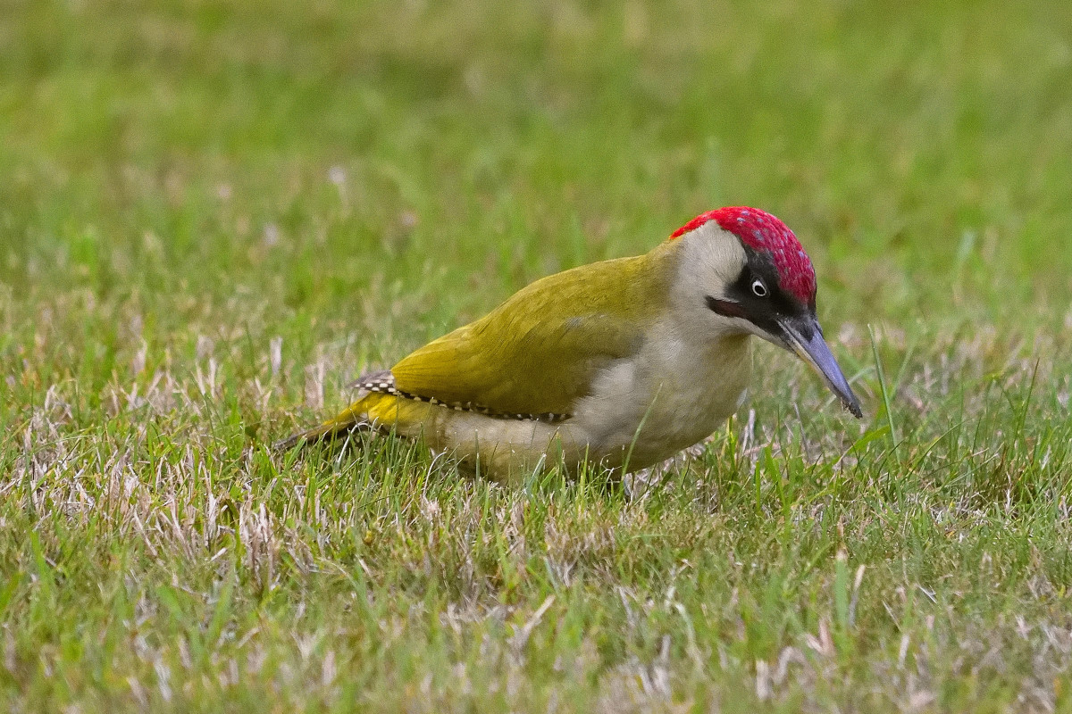 DSC4968 01