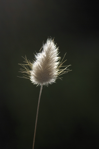 DSC4975kl