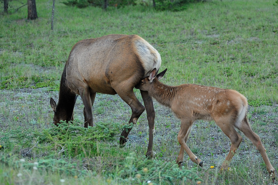 DSC5168 1 NF-F
Wapitis
Jasper Nationalpark