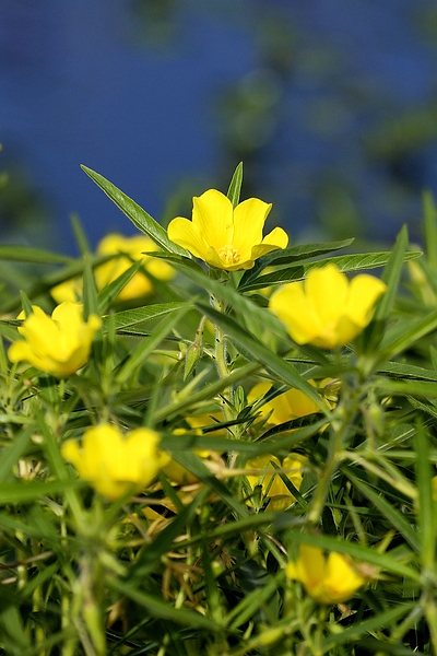DSC5383a2