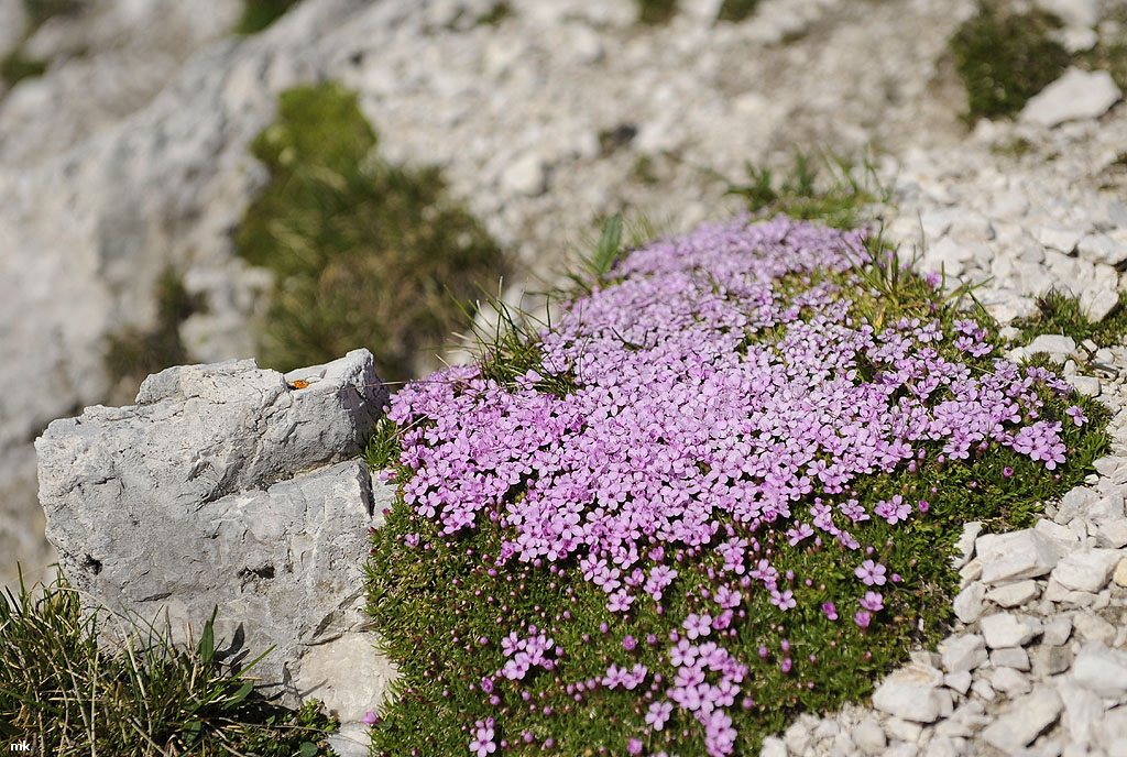 DSC6062 Kopie