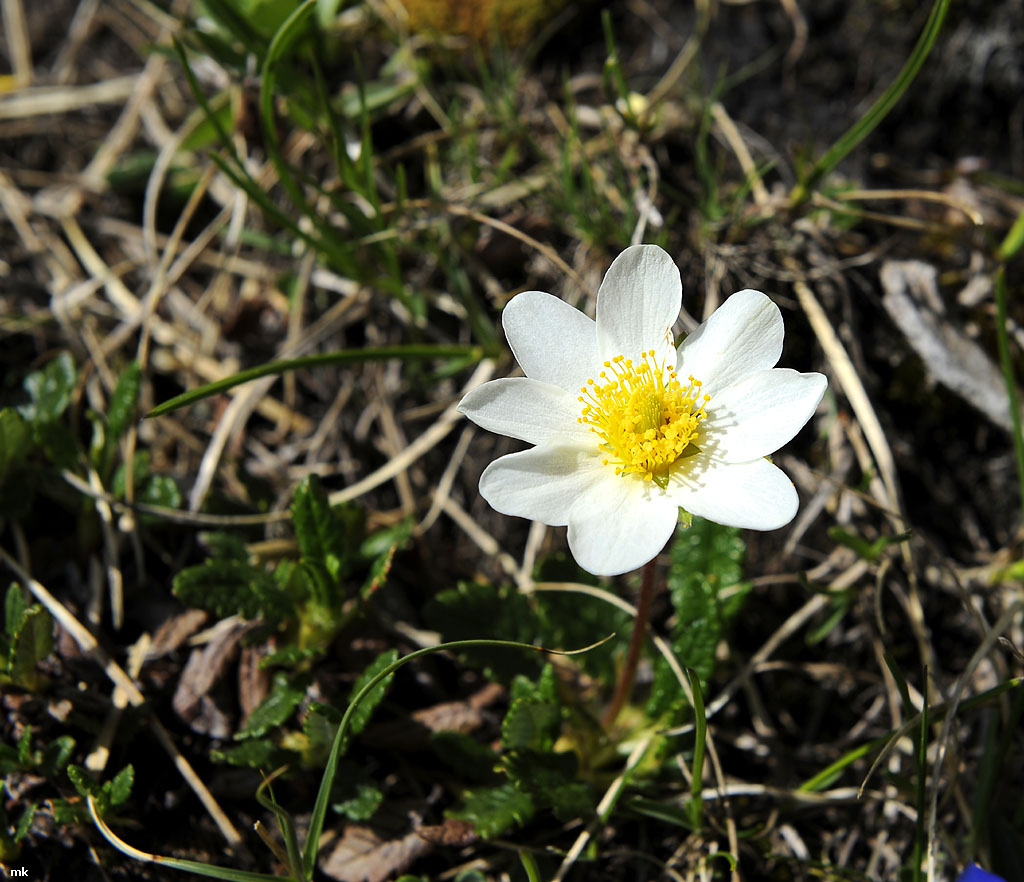 DSC6095 Kopie