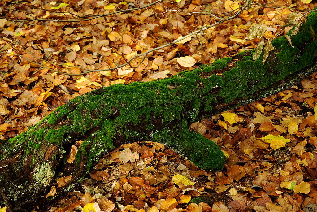 DSC6158 hsw