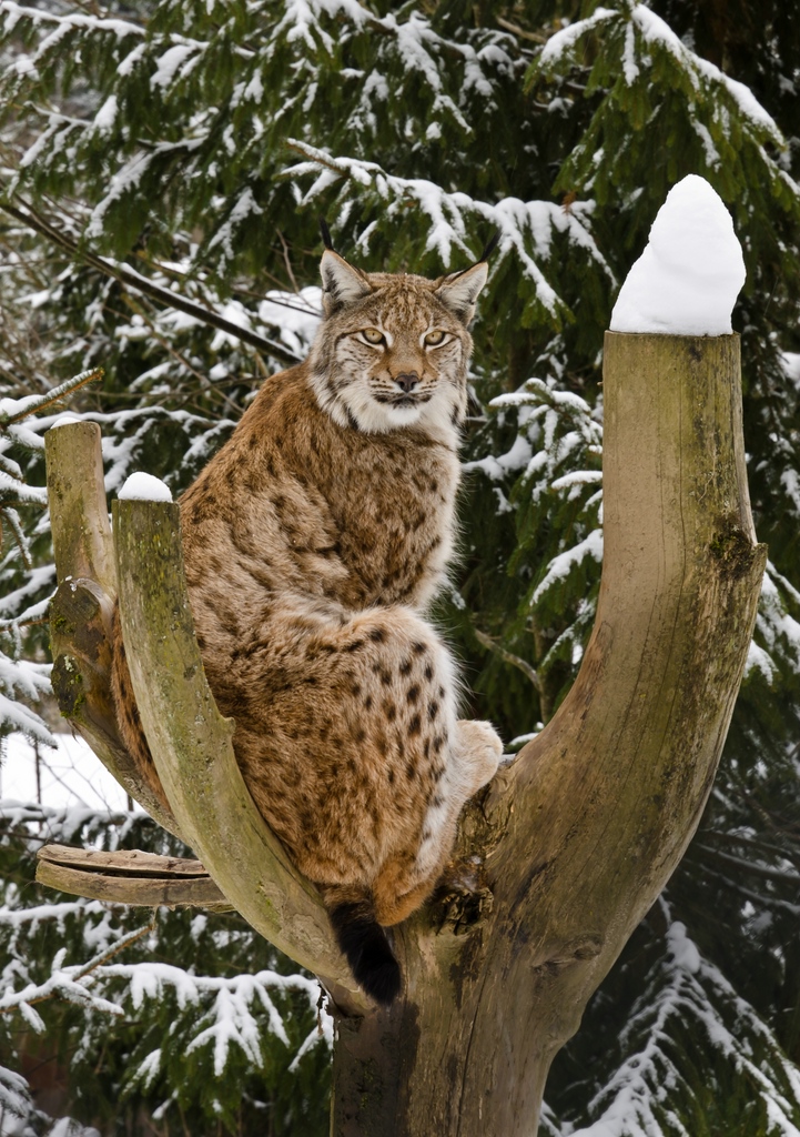 DSC6279c