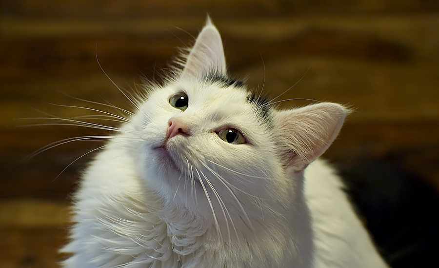 DSC6316