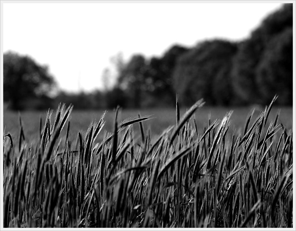 DSC6446 nff