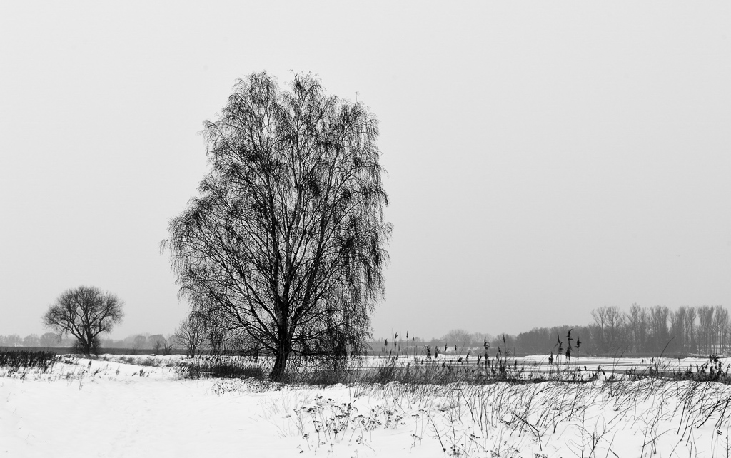 DSC6513 nff