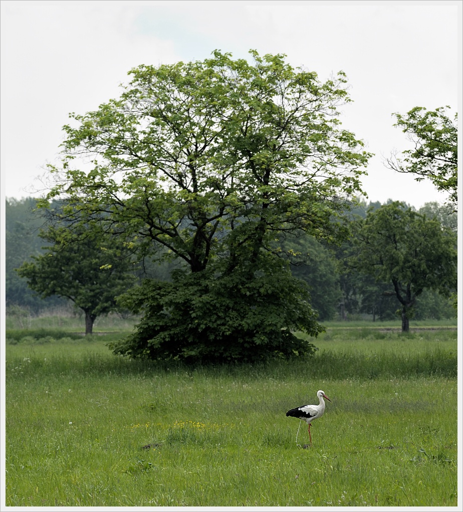 DSC6746 nff
