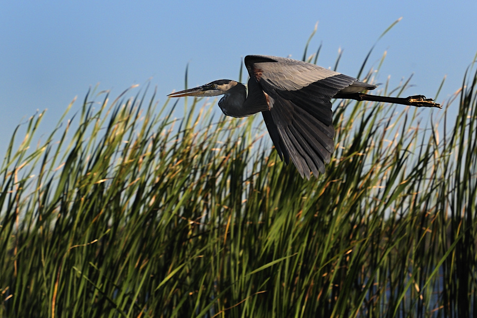 DSC6785 NF F
Everglades
