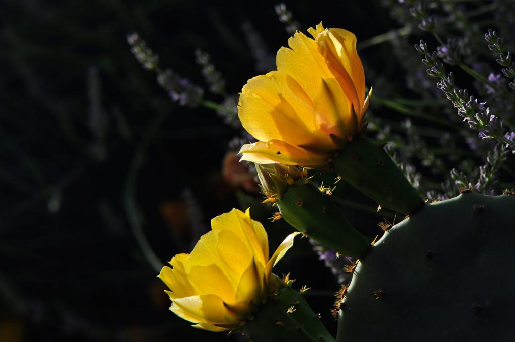 DSC6791 Feigenkaktusblüte