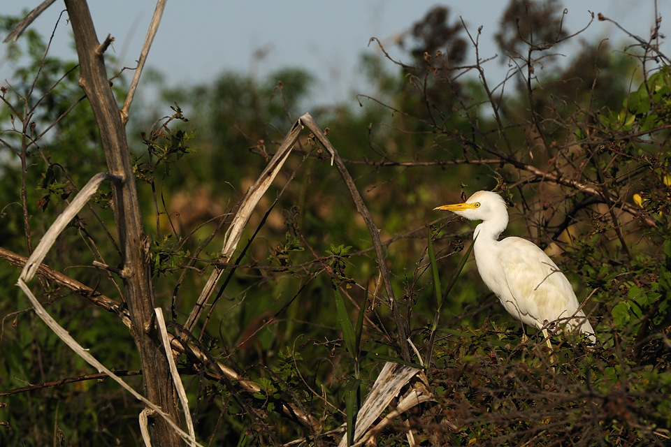 DSC6811 NF F
Everglades