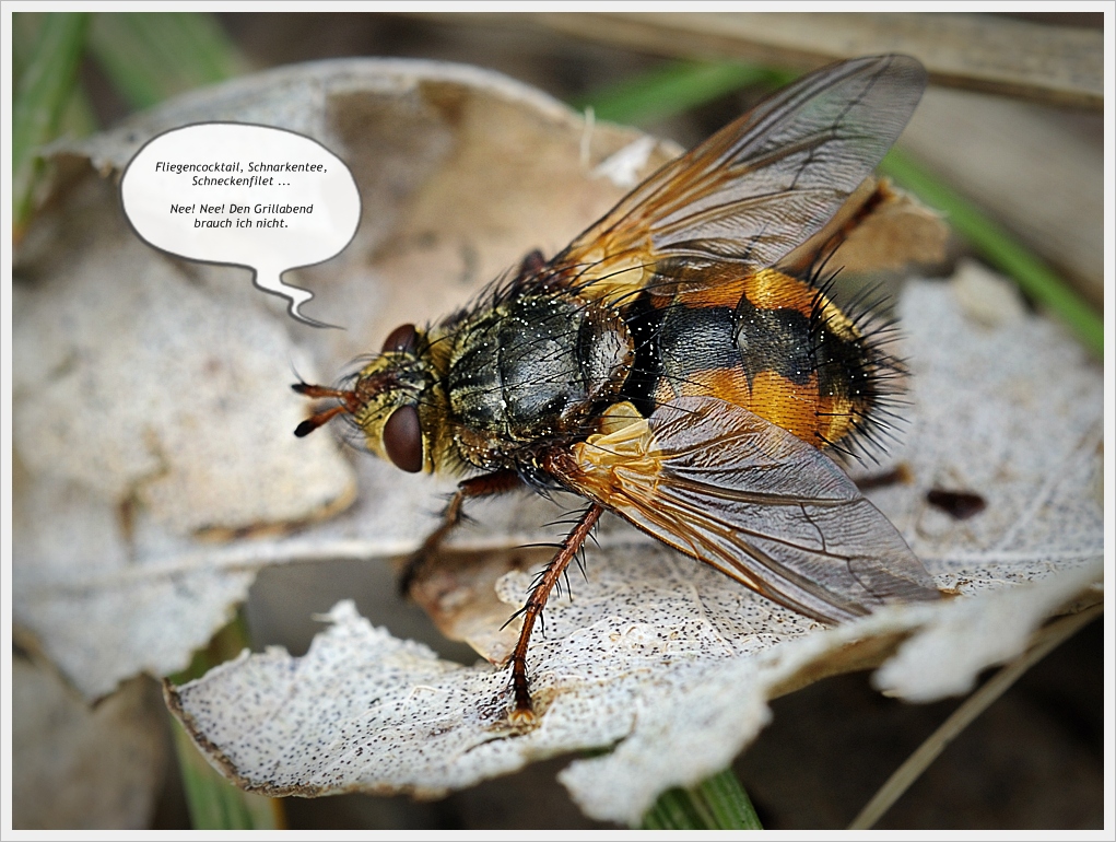DSC6843 nff