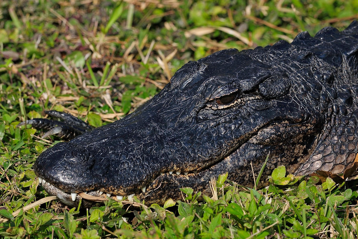DSC7006_NF-F.jpg