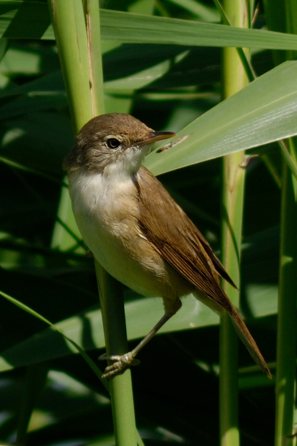 DSC8599