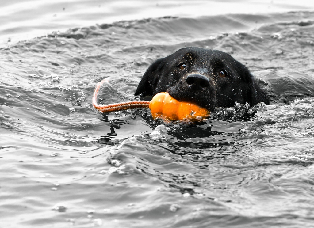 DSC8820c