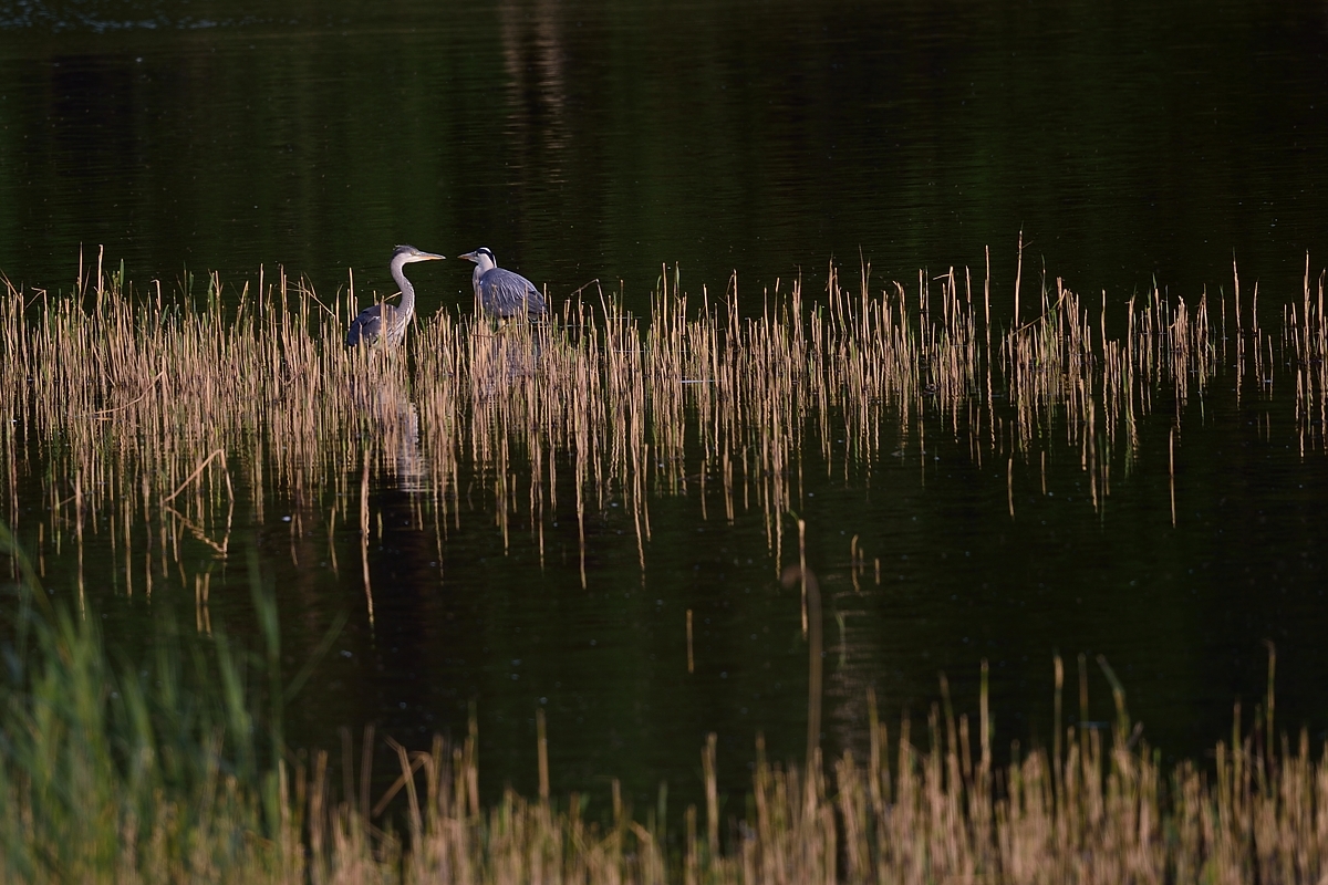 DSC8905_klein.jpg