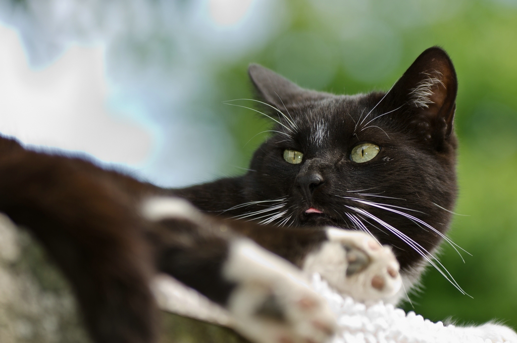 DSC9333c