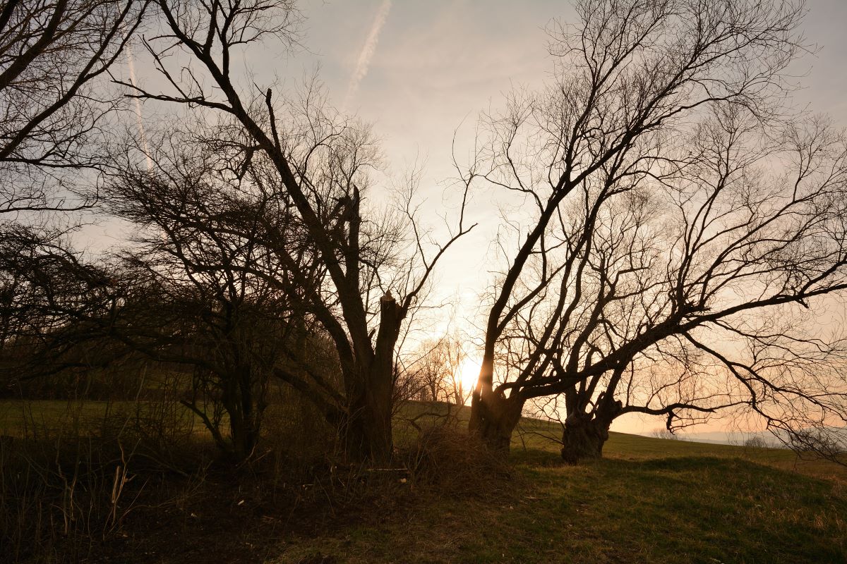 DSC_0003_00001n.jpg