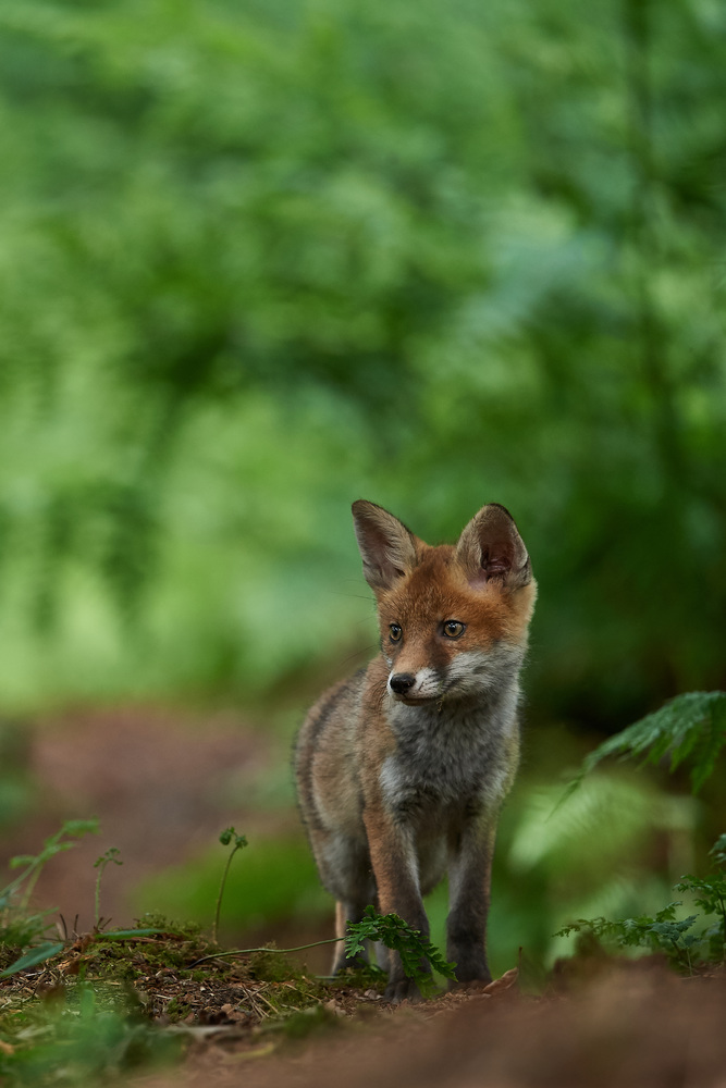 DSC_0004.jpg