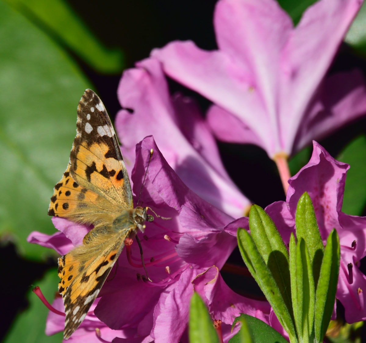 DSC_0033_01.JPG