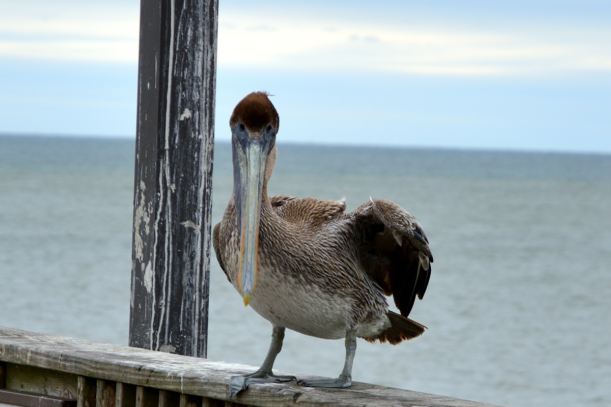 DSC_0044.jpg
