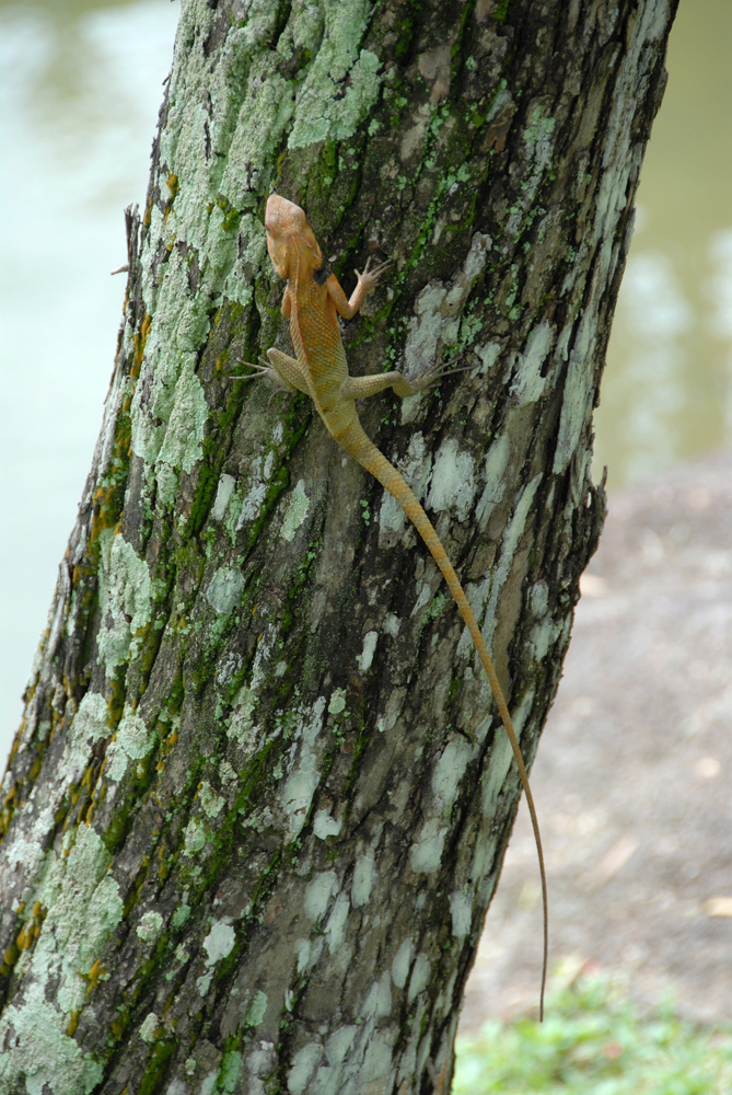 DSC_0060.jpg