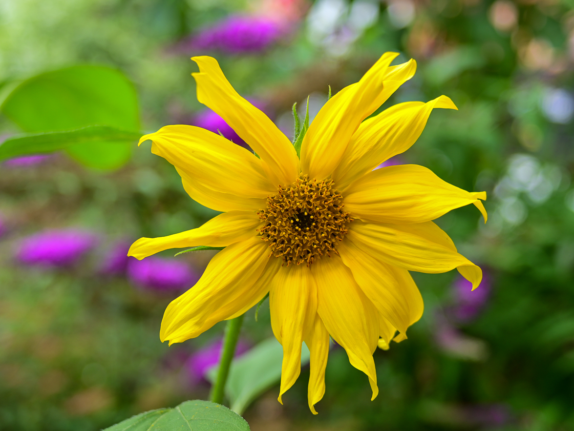 DSC_0061.jpg