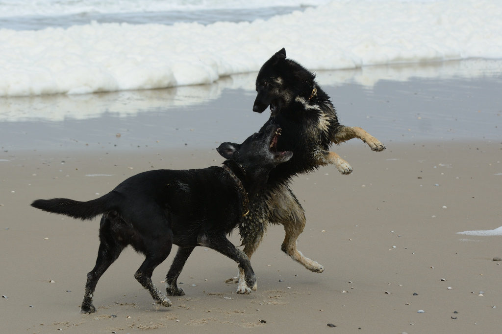 DSC_0065_00010.jpg