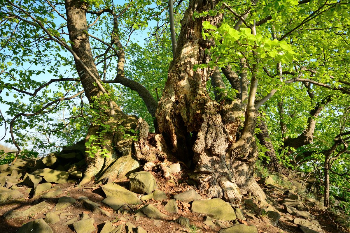 DSC_0074_00001n.jpg
