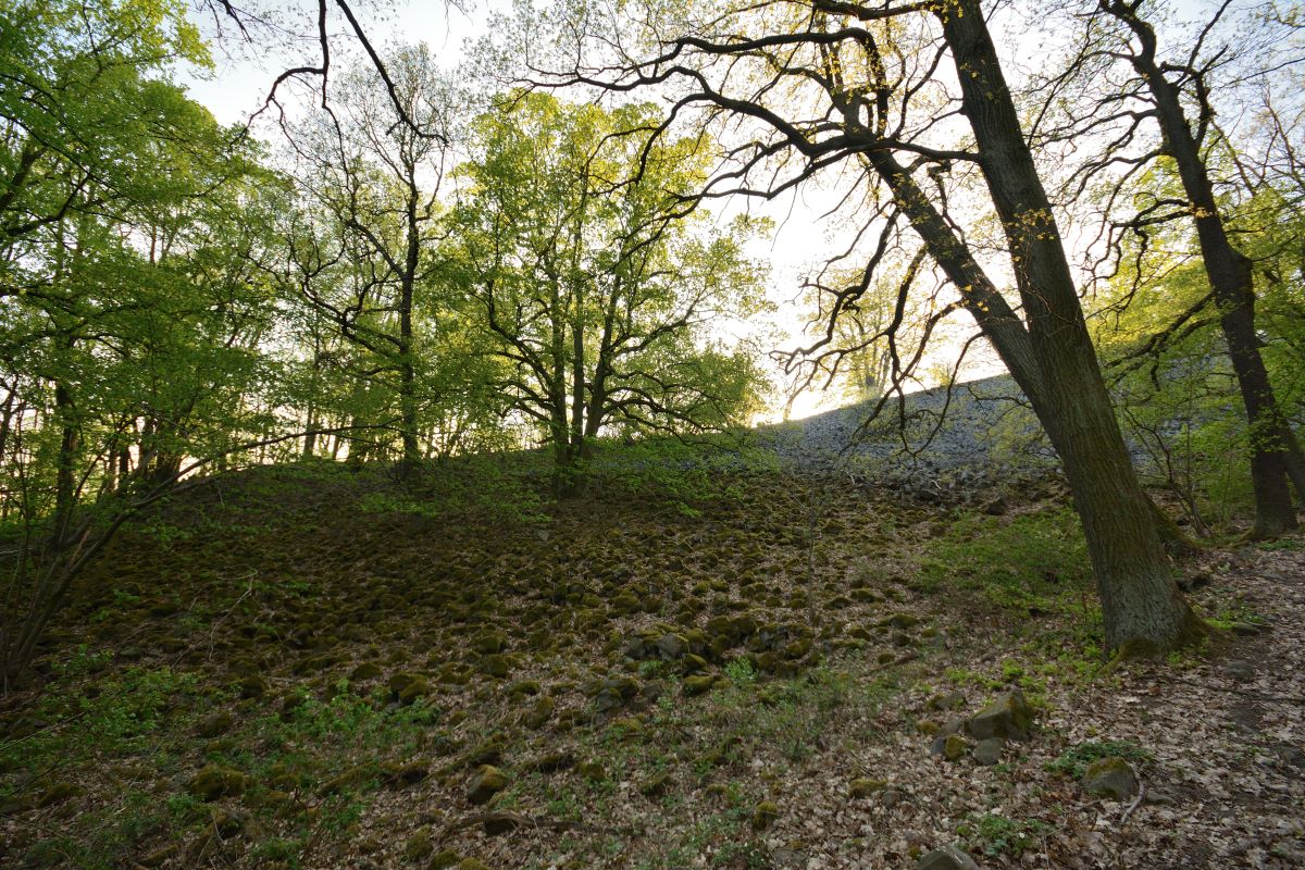 DSC_0096_00001n.jpg