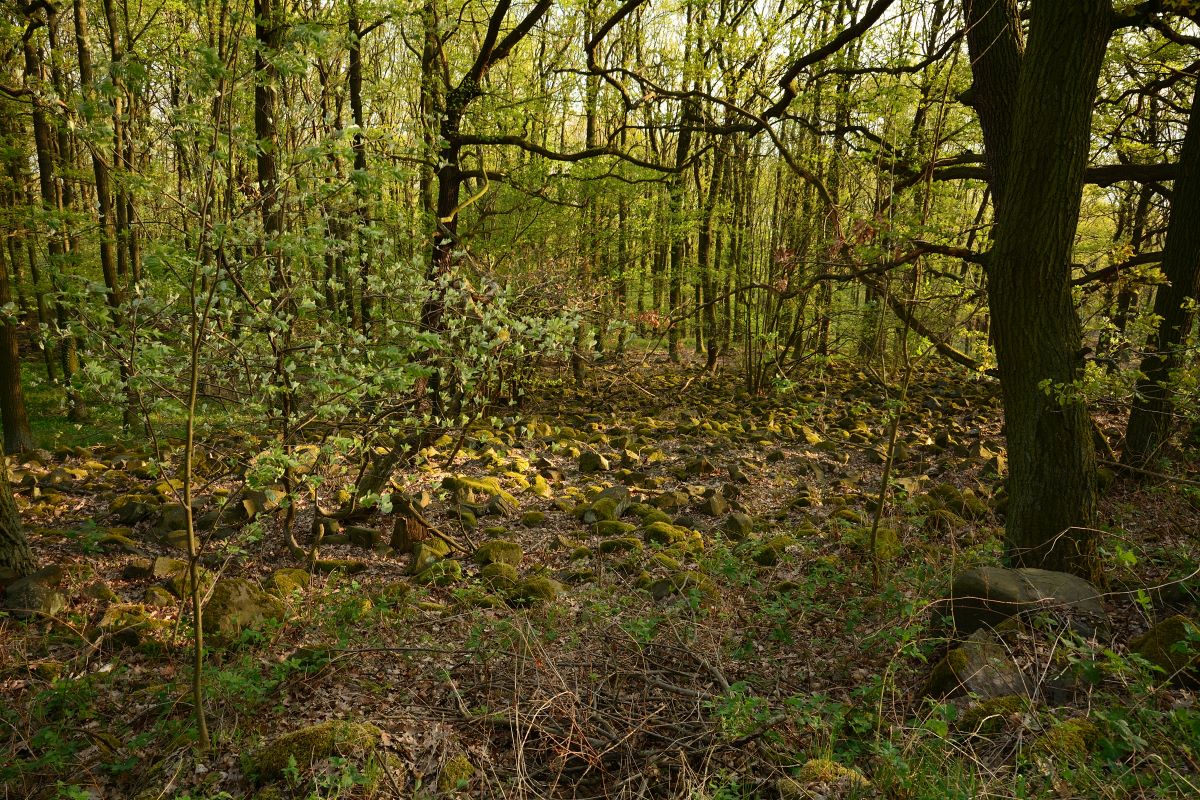 DSC_0101_00001n.jpg