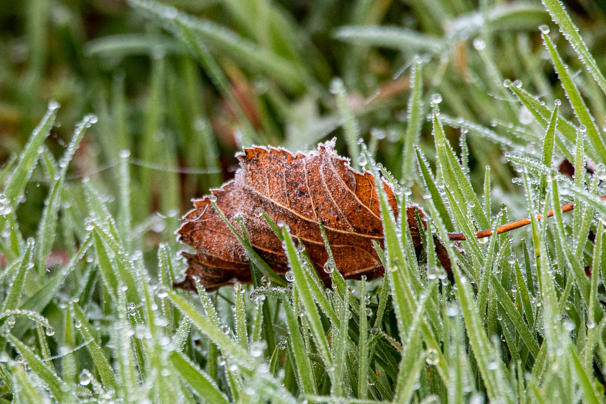 DSC_0160-2.jpg