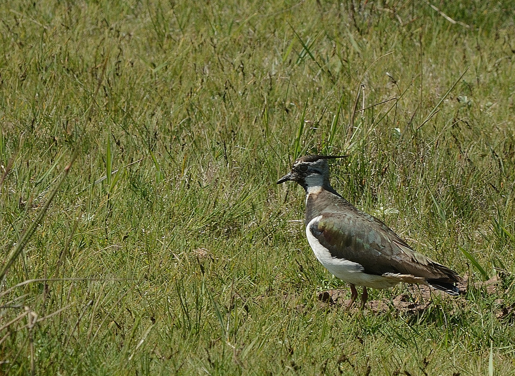 DSC_0163.jpg