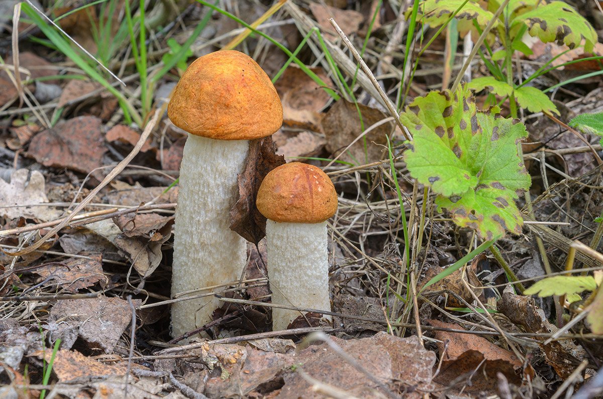 DSC_0170.jpg