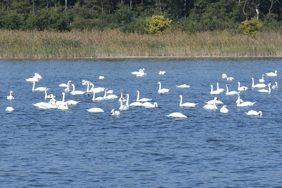 DSC_0209.jpg