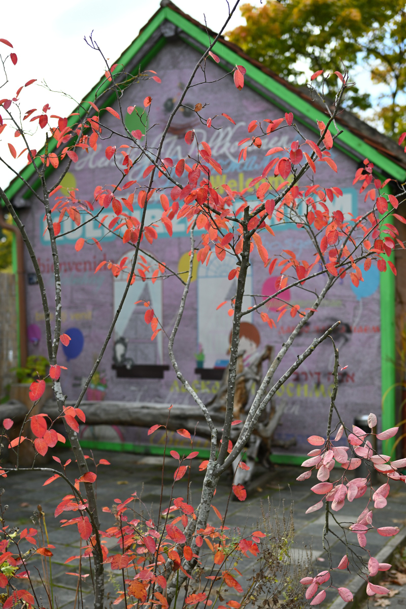 DSC_0222a.JPG