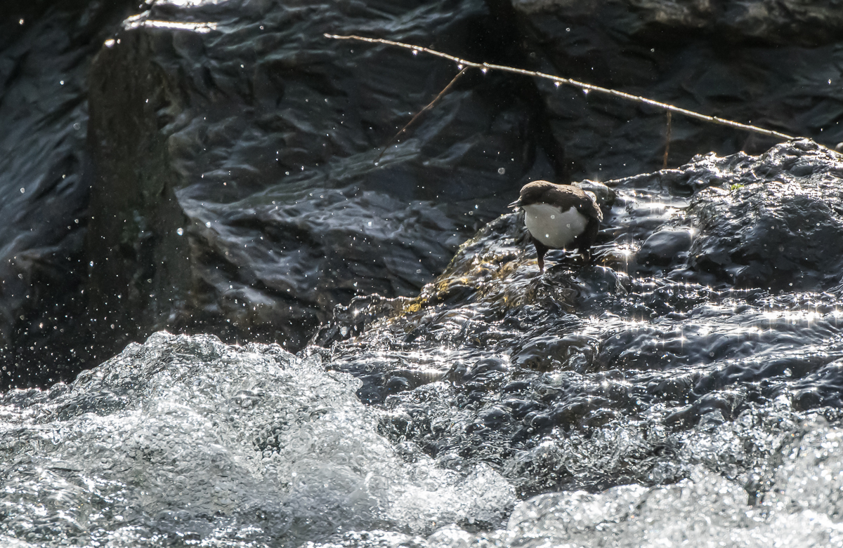 DSC_0223.jpg