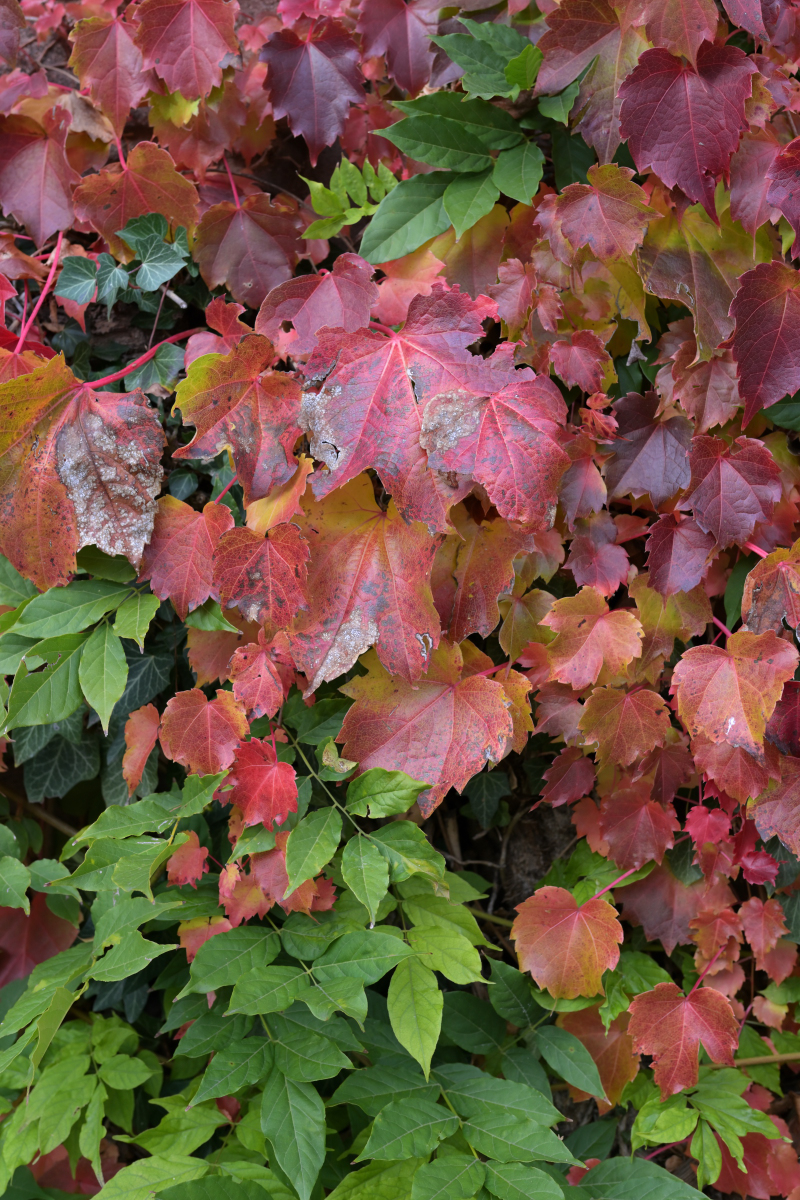 DSC_0233a.JPG