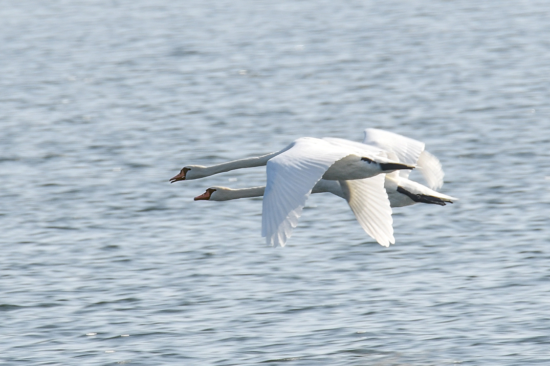 DSC_0249.jpg