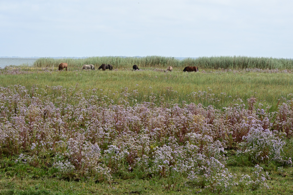 DSC_0252.JPG