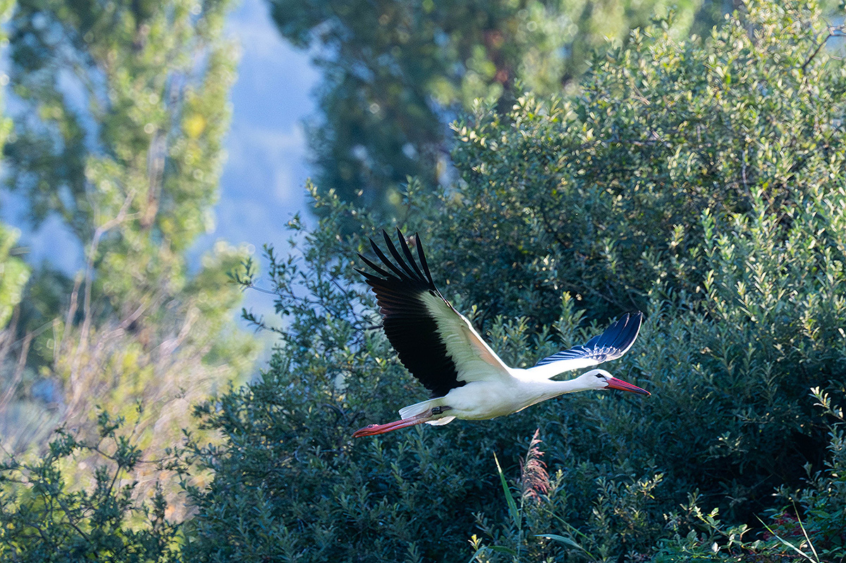 DSC_0255k.jpg