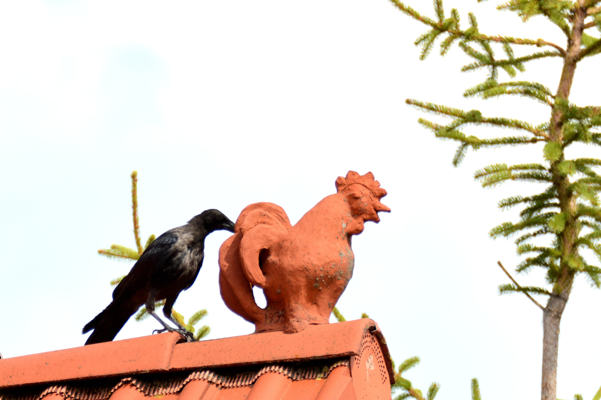 DSC_0272.jpg