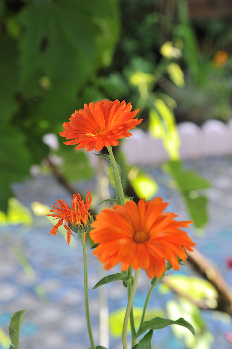 DSC_0281.jpg