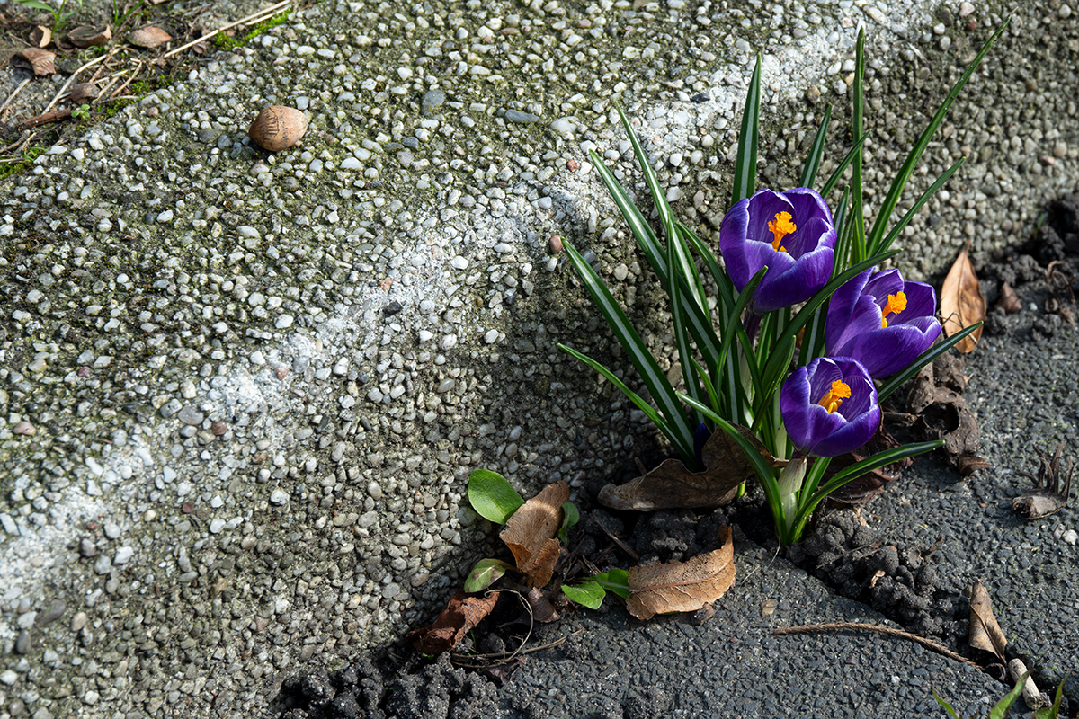 DSC_0286.jpg