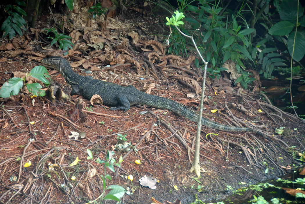 DSC_0306_1.jpg